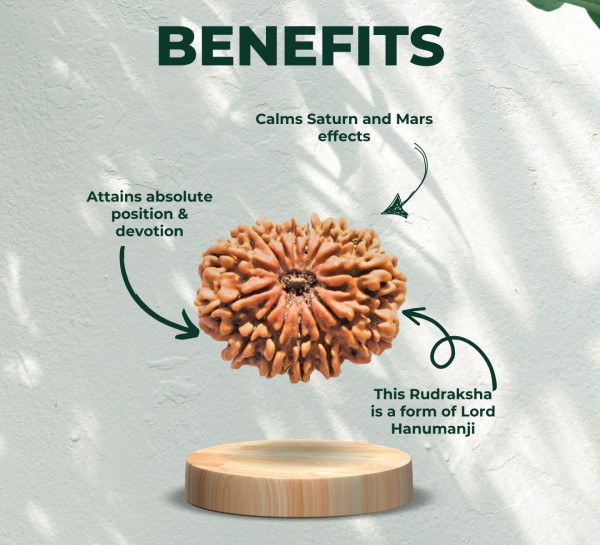Fourteen Mukhi Rudraksha