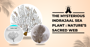 Indrajaal Sea Plant: Mystical Marine Herb for Protection & Prosperity